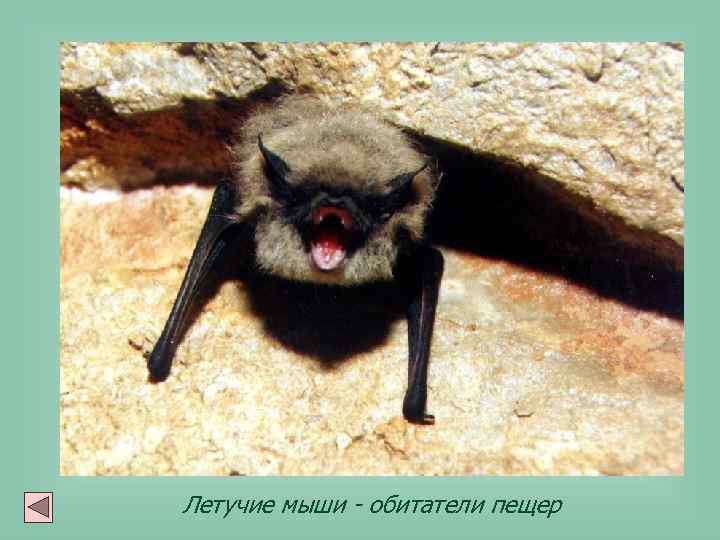 Летучие мыши - обитатели пещер 