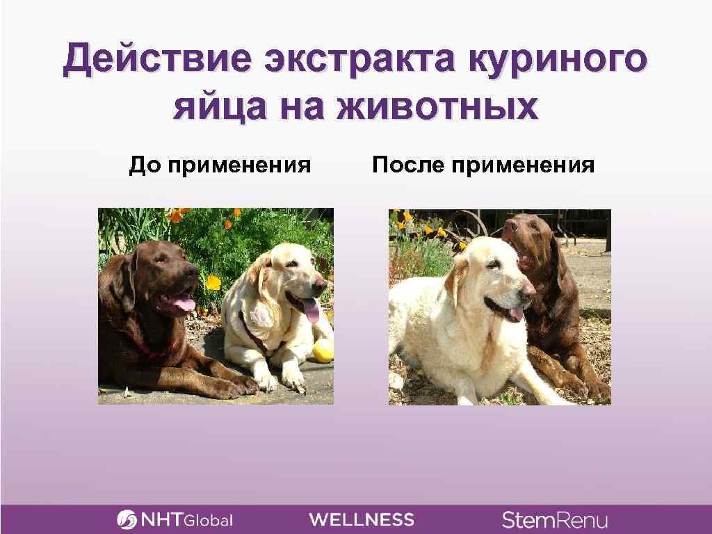 Действие экстракта куриного яйца на животных До применения После применения 