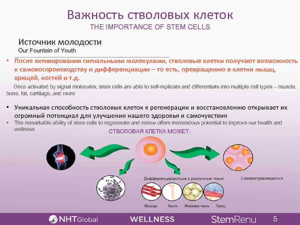 Важность стволовых клеток THE IMPORTANCE OF STEM CELLS Источник молодости Our Fountain of Youth