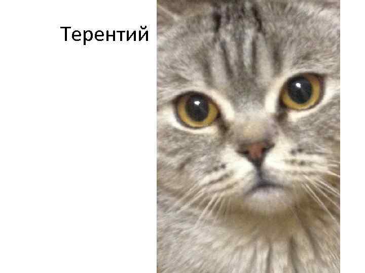 Терентий 
