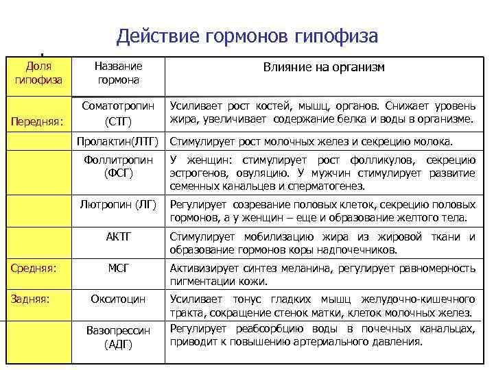 Какие гормоны вырабатывает передняя доля гипофиза заполните схему