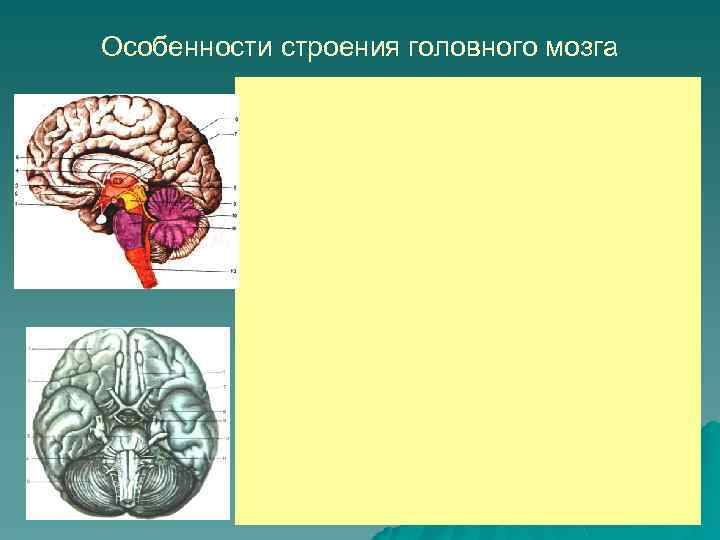 Особенности строения головного мозга 