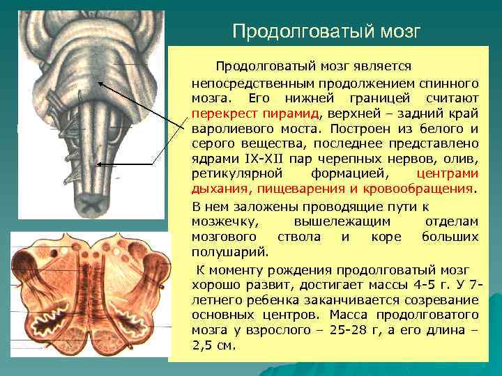 Перекресты спинного мозга