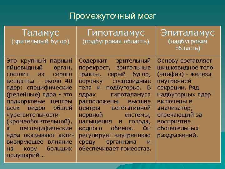 Промежуточный мозг Таламус Гипоталамус (зрительный бугор) (подбугровая область) Это крупный парный яйцевидный орган, состоит
