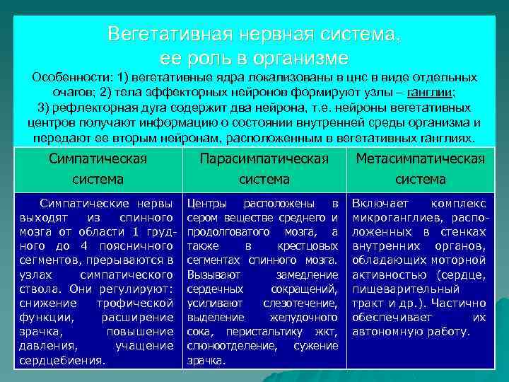 Вегетативная нервная система, ее роль в организме Особенности: 1) вегетативные ядра локализованы в цнс