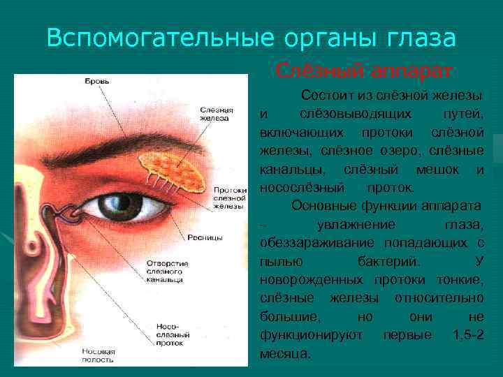 Вспомогательные строение глаза. Элементы вспомогательного аппарата глаза. Слезный аппарат глаза анатомия. Структуры вспомогательного аппарата глаза. Анатомические структуры слезного аппарата.