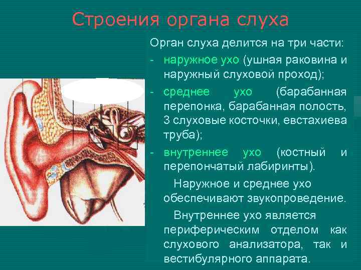 Орган слуха слуховая труба. Евстахиева труба анатомия человека. Миоклонус мышц среднего уха. Строение органа слуха. Орган слуха анатомия.