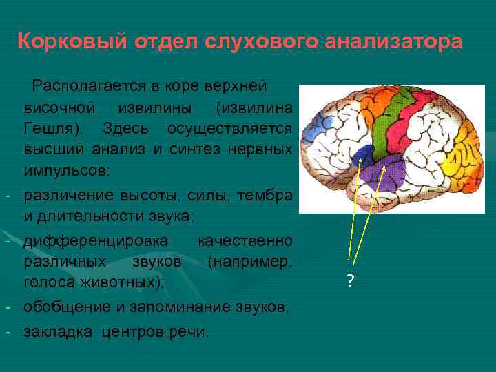 Корковый отдел слухового анализатора - - Располагается в коре верхней височной извилины (извилина Гешля).