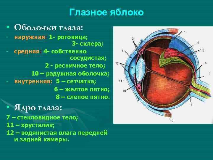 Перечислите оболочки глазного яблока и их функции. Строение наружной оболочки глаза. Внутренняя оболочка глаза строение и функции. Оболочки глазного яблока анатомия. Сколько отделов имеет наружная оболочка глаза.
