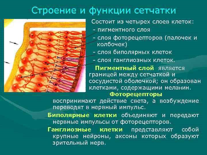 Строение и функции сетчатки Состоит из четырех слоев клеток: - пигментного слоя - слоя