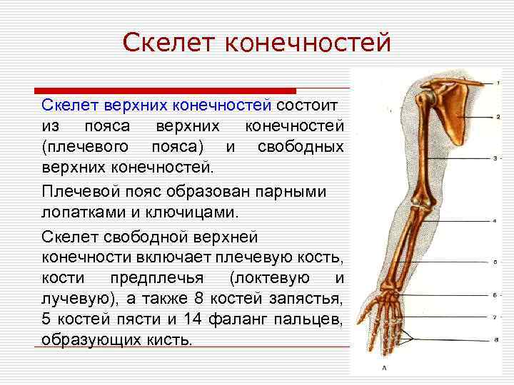 Скелет верхних конечностей скелет плечевого пояса