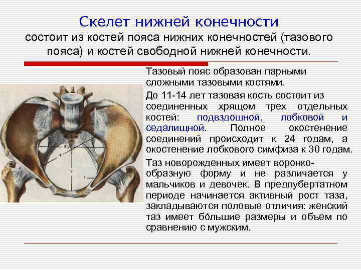 Какой цифрой на рисунке обозначена кость образующая пояс нижних конечностей