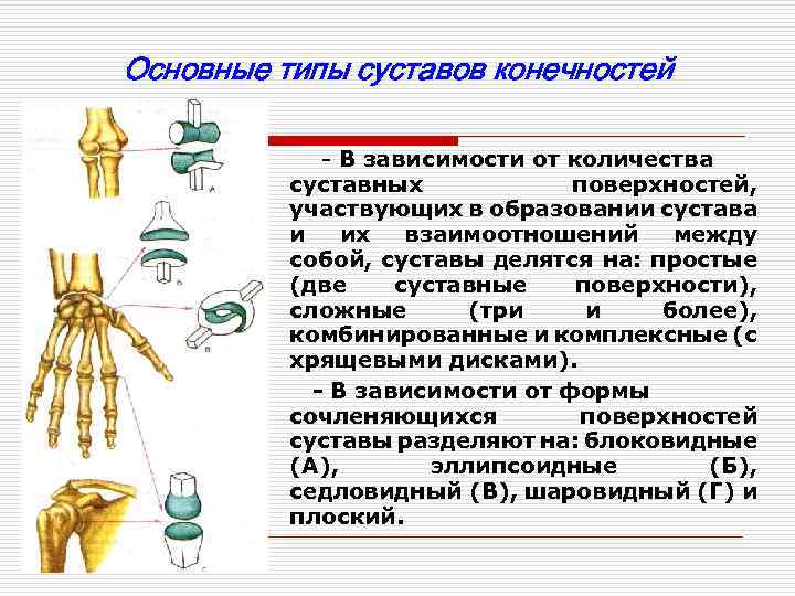 3 типа суставов