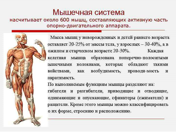 Последовательность мышечных элементов. Мышцы человека кратко. Анатомия мышечной системы. Мышечная система мышцы. Мышечная система человека анатомия и физиология.