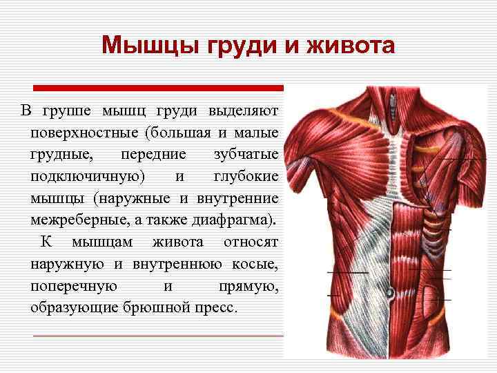 Мышцы груди и живота В группе мышц груди выделяют поверхностные (большая и малые грудные,