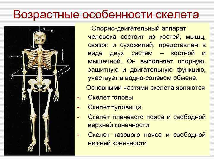 Особенности формы скелета. Опорно двигательная система скелет человека анатомия. Строение функции скелета человека возрастные изменения костей. Особенности строения опорно-двигательного аппарата человека. Опорно двигательная система кости скелета.