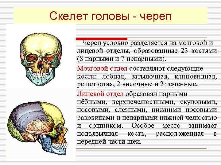 Отдел скелета череп особенности строения функции. Скелет головы мозговой отдел кости. Кости черепа мозговой отдел и лицевой отдел. Скелет головы череп мозговой и лицевой отделы. Скелет черепа лицевой отдел мозговой отдел.