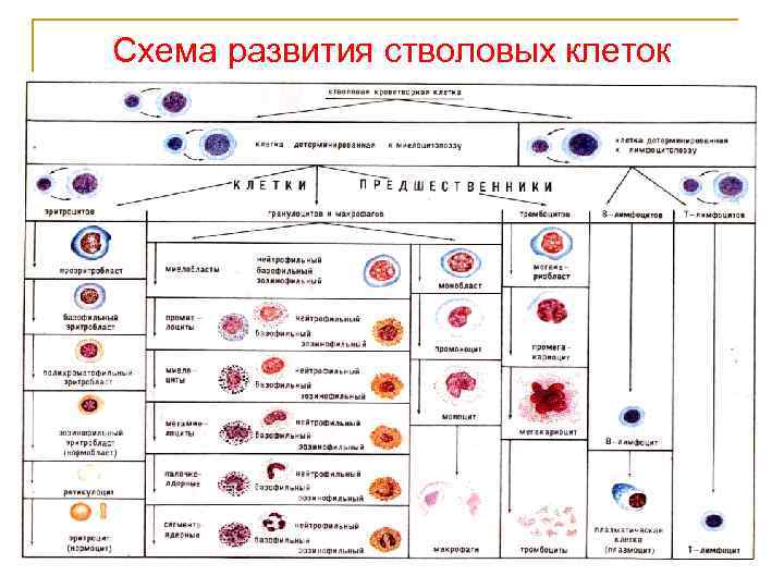 Развитие клеток крови. Развитие клеток крови из стволовой клетки. Схема развития разных клеток из стволовых. Классификация стволовых клеток схема. Стволовые клетки таблица.