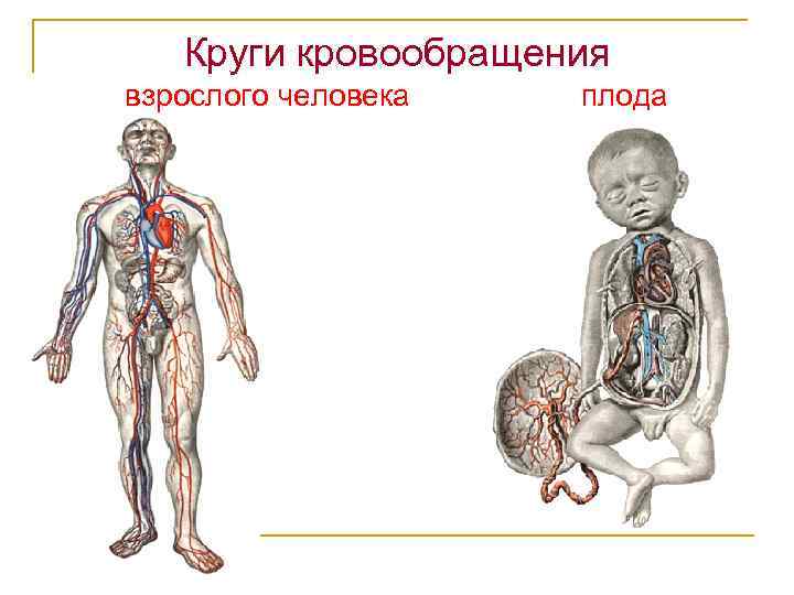 Возрастная анатомия реферат