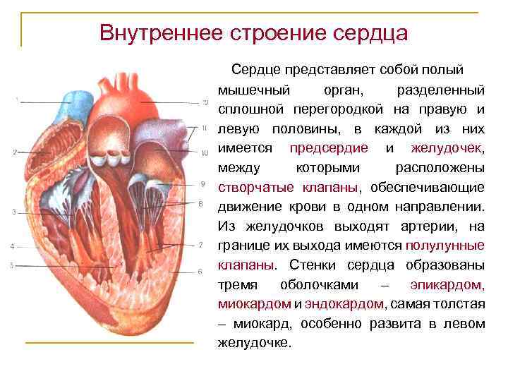 Выберите три верно обозначенные подписи к рисунку строение сердца