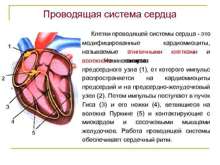 Проводящая система сердца презентация анатомия