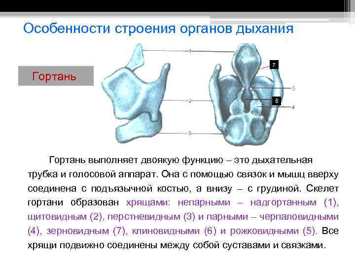 Особенности строения органов дыхания. Особенности строения гортани. Гортань возрастные особенности органов дыхания. Гортань физиология и функции.