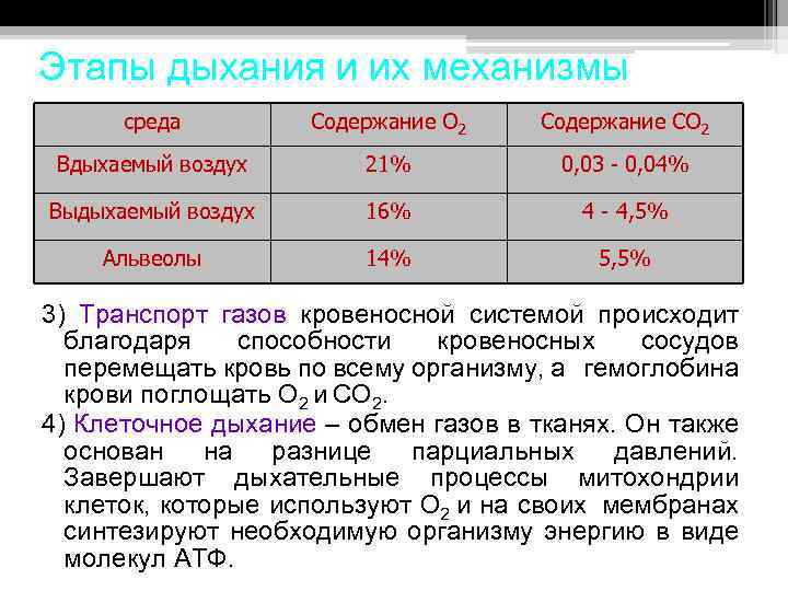 Фазы дыхания. Этапы дыхания. Продолжительность фаз дыхания. Этапы и фазы дыхания физиология. Продолжительность фазы вдоха.