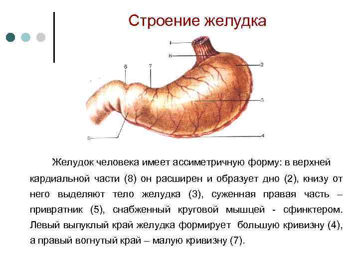 Строение желудка Желудок человека имеет ассиметричную форму: в верхней кардиальной части (8) он расширен