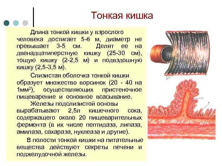 Длина толстого. Диаметр тонкой кишки у взрослого человека. Длина тонкой кишки у взрослого человека. Дл на тгкого кишечника.