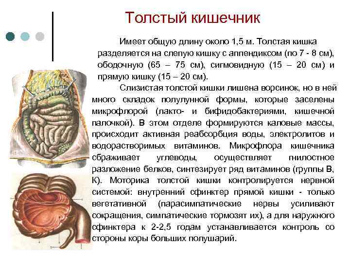 Толстый кишечник Имеет общую длину около 1, 5 м. Толстая кишка разделяется на слепую