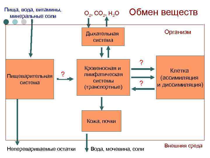 Пища, вода, витамины, минеральные соли О 2, СО 2, Н 2 О Обмен веществ