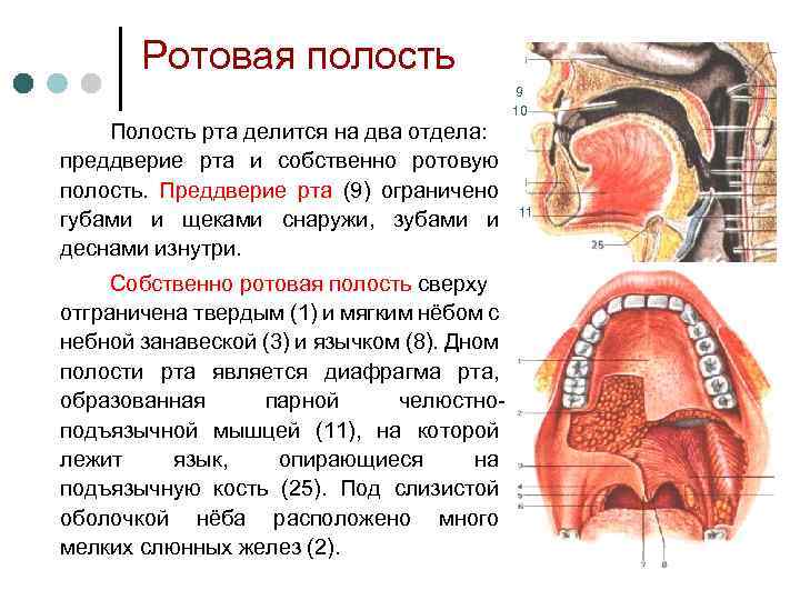 Преддверие полости