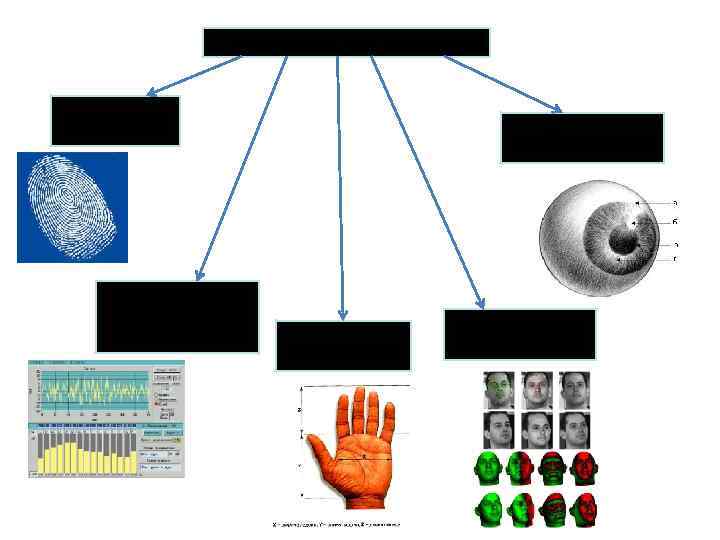 Биометрические системы защиты По отпечаткам пальцев По характеристикам речи По радужной оболочке глаза По