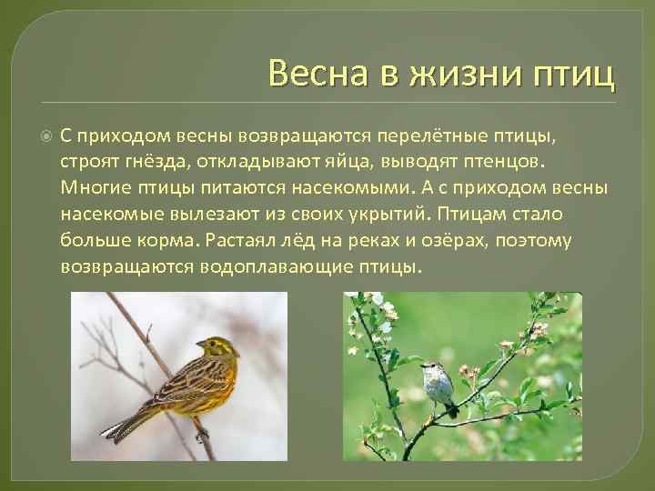 Птицы весной 2 класс. Изменения в жизни птиц весной. Презентация на тему птицы весной. Поведение птиц с приходом весны. Весенние изменения в жизни птиц.