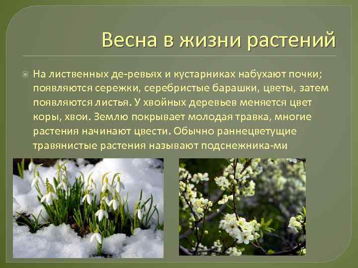 Какие изменения происходят весной в жизни зверей. Изменения растений весной. Весенние явления в жизни растений. Весенние изменения в жизни растений.
