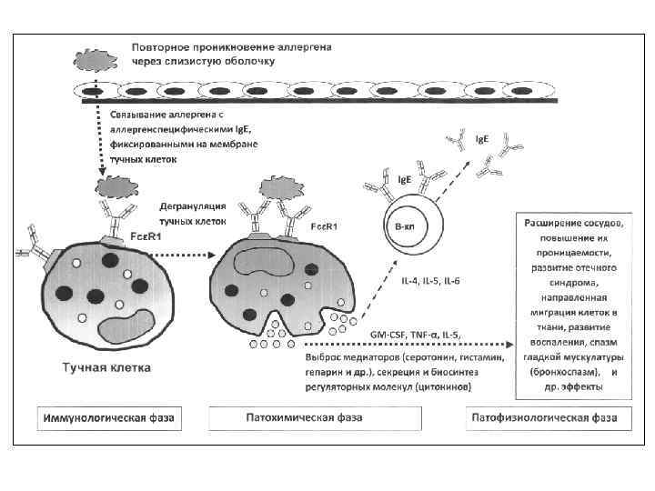 Стадия разрешения. Стадии ГНТ. Препараты при гиперчувствительности немедленного типа. Стадия разрешения ГНТ. Проникновение аллергена.