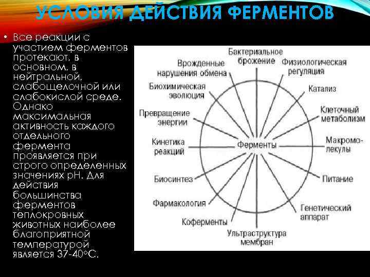 Ферменты химия 10 класс презентация