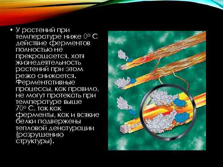 Ферменты химия 10 класс презентация