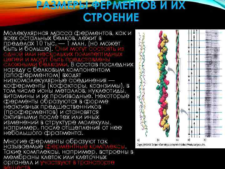 Презентация на тему ферменты 10 класс