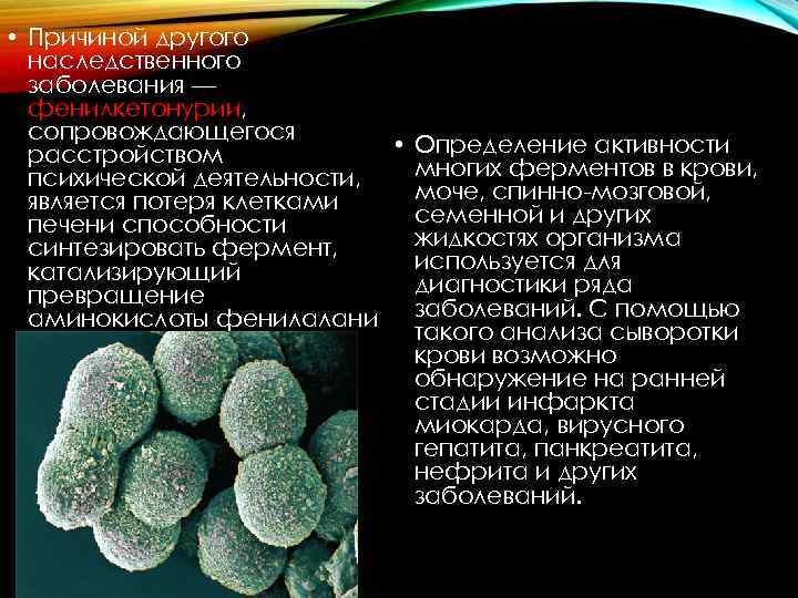  • Причиной другого наследственного заболевания — фенилкетонурии, сопровождающегося • Определение активности расстройством многих