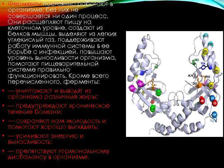 Ферменты химия 10 класс презентация