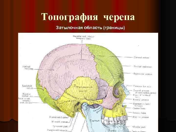 Топография черепа Затылочная область (границы) 