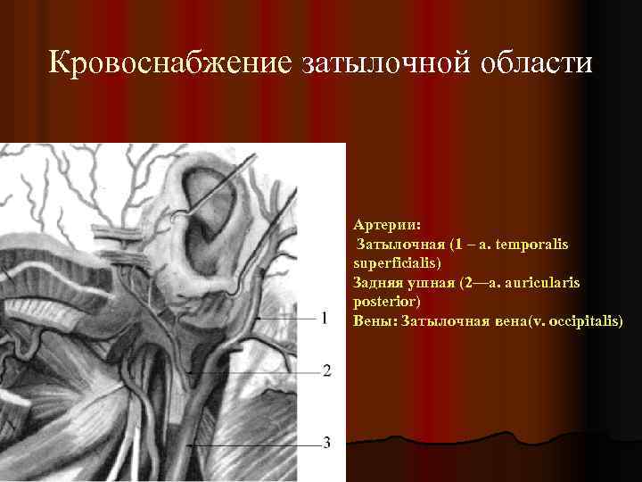 Кровоснабжение затылочной области Артерии: Затылочная (1 – a. temporalis superficialis) Задняя ушная (2—a. auricularis