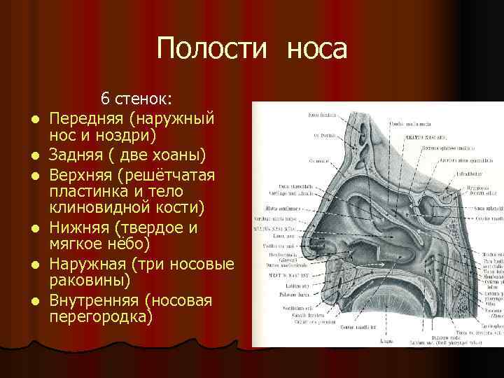 Стенки полости носа. Носовая полость строение стенки. Стенки носовой полости анатомия. Верхняя стенка носовой полости анатомия. Носовая полость анатомия латеральная стенка.