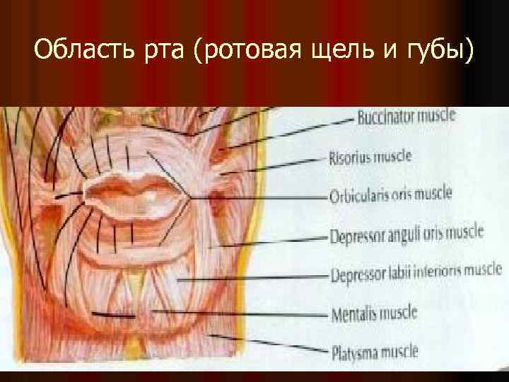 Область рта (ротовая щель и губы) 
