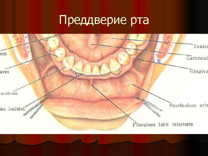 Преддверие рта 