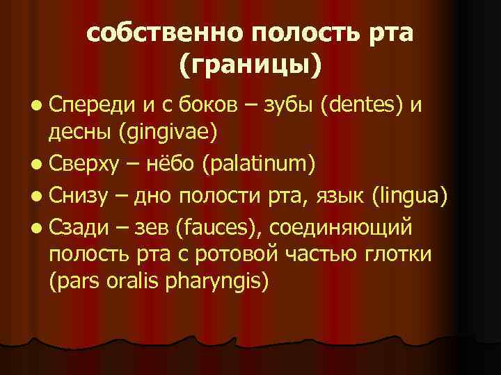 собственно полость рта (границы) l Спереди и с боков – зубы (dentes) и десны