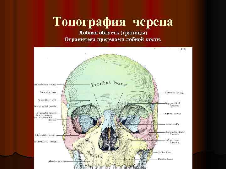 Топография черепа Лобная область (границы) Ограничена пределами лобной кости. 