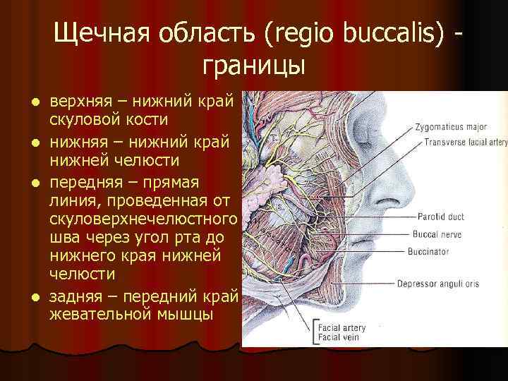Щечная область (regio buccalis) границы l l верхняя – нижний край скуловой кости нижняя
