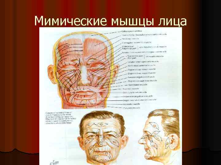 Мимические мышцы лица 
